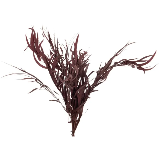 J-Line droogbloemen - Bundel Eucalyptus Wild - bordeaux Rood