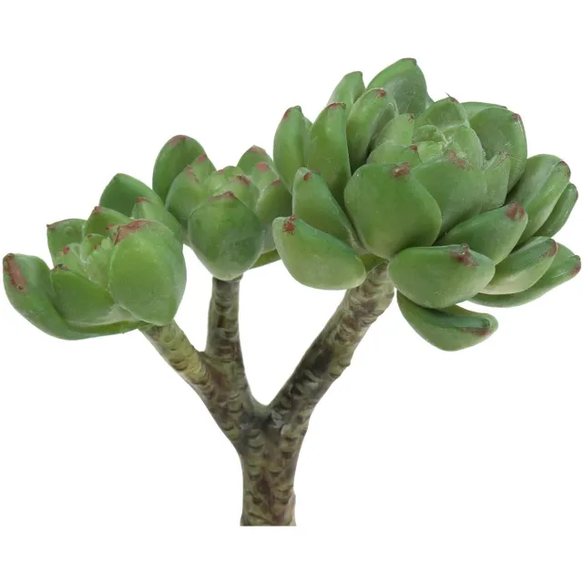 Viana Succulent Echeveria kunstgroen H15cm groente