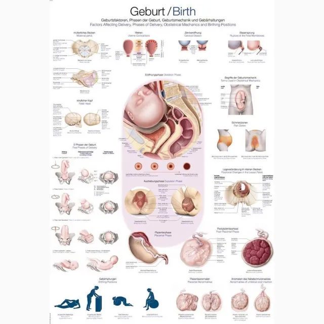 Erler-Zimmer Het menselijk lichaam - anatomie poster geboorte (Duits/Engels/Latijn, kunststof-folie, 70x100 cm)