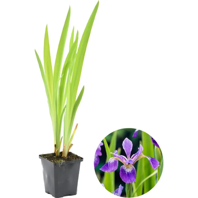 Bloomique Iris Versicolor - Amerikaanse Lis - Vijverplanten - Waterplanten - Winterhard - Hoogte 20-30 cm - Pot 9 cm 1x Iris Versicolor