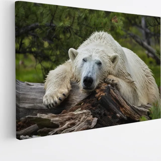 Saammp Canvas Schilderij - Ijsbeer op Boom - Natuur - Dieren - 150x100 - Foto op canvas - Wanddecoratie - Muurdecoratie Woonkamer - Slaapkamer decoratie - Canvas Print Multicolor
