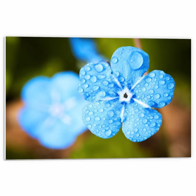KuijsFotoprint Forex - Licht Blauwe Bloem op Groene Achtergrond - 60x40cm Foto op Forex