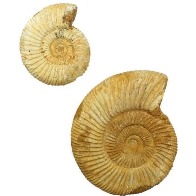 twintes Lot van 2 ruwe Ammonieten (fossielen) uit Madagaskar 285 gram Multi