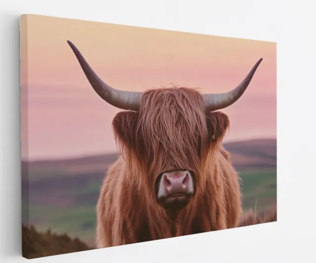 Saammp Canvas Schilderij - Schotse Hooglander Koe - Zonsondergang - Dieren - Natuur - 50x40 - Foto op canvas - Wanddecoratie - muurdecoratie Woonkamer - Slaapkamer decoratie - Canvas Print Multicolor