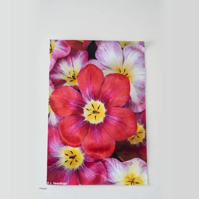 kleintje fotografie Bloem Poster 60x 40 CM Roze