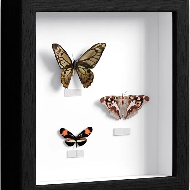 Famanu Zwarte 3D objectlijst 20x20 cm, diepe lijst voor decoraties