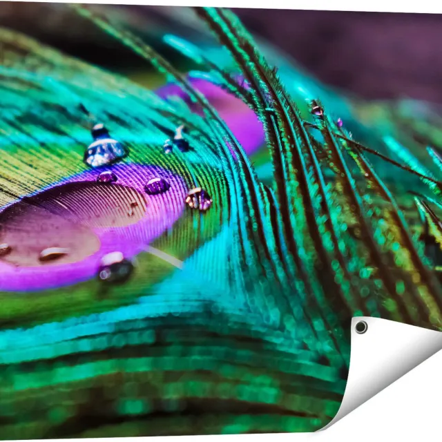 Gards Tuinposter Kleurrijke Pauw Veer met Waterdruppels - 80x60 cm - Tuindoek - Tuindecoratie - Wanddecoratie buiten - Tuinschilderij Multikleur