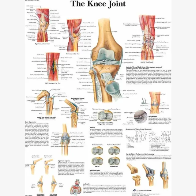 3B Scientific Het menselijk lichaam poster - Kniegewricht poster (gelamineerd, 50x67 cm) + ophangsysteem Kniegewricht + ophangsysteem