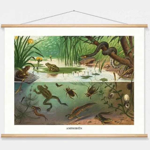 wallchart unlimited Schoolplaat 'Amphibiën' van M.A. Koekkoek wit