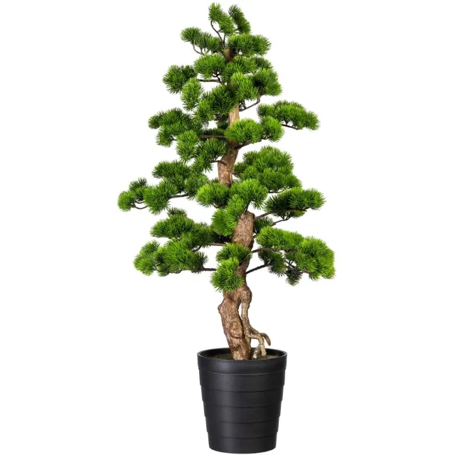 Kopu Bonsai (den) - Circa 110 X 50 cm - In Een Zwarte Plastic Pot Groen