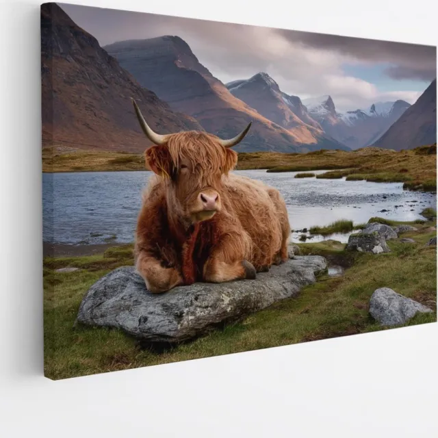 Saammp Canvas Schilderij - Schotse Hooglander Koe op steen - Natuur - Dieren - 90x60 - Foto op canvas - Wanddecoratie - Muurdecoratie Woonkamer - Slaapkamer decoratie - Canvas Print Multicolor