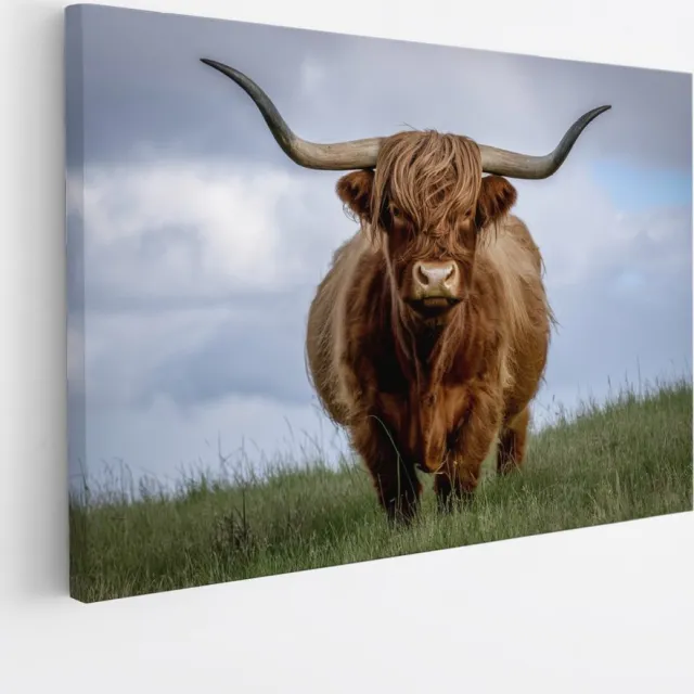 Saammp Canvas Schilderij - Schotse Hooglander Koe in de wei- Natuur - Dieren - 90x60 - Foto op canvas - Wanddecoratie - Muurdecoratie Woonkamer - Slaapkamer decoratie - Canvas Print Multicolor