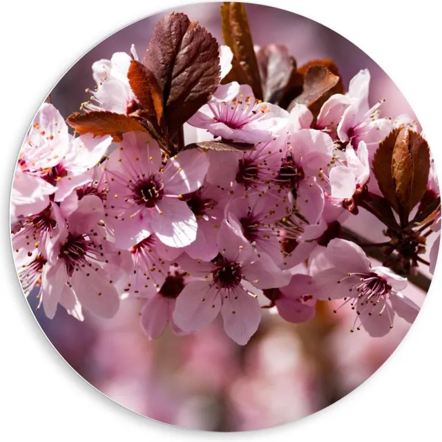 KuijsFotoprint Schilderij - In De Boom - Bruin En Roze - 80 X 80 Cm