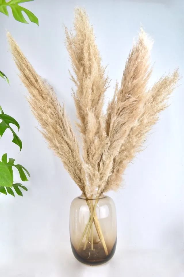 Natuurlijk Bloemen Pampas pluimen - Droogbloemen - 100 cm - 5 stuks - Cortaderia - Natuurlijk Bloemen Beige