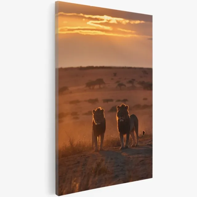 Saammp Canvas Schilderij - Leeuwen in zonsondergang - Natuur - Dieren - 30x45 - Foto op canvas - Wanddecoratie - Muurdecoratie Woonkamer - Slaapkamer decoratie - Canvas Print Multicolor