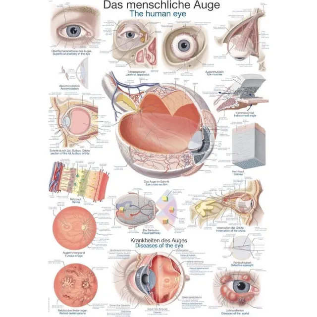 Erler-Zimmer Het menselijk lichaam - anatomie poster oog (papier, 50x70 cm) zonder ophangsysteem