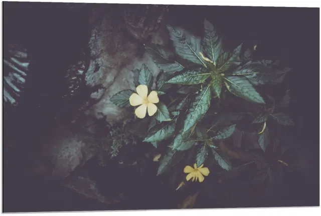 KuijsFotoprint Dibond - Groene Planten met Gele Bloem - 90x60cm Foto op Aluminium (Wanddecoratie van metaal)