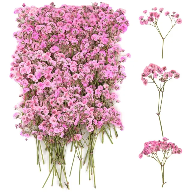 Famanu Geperste gedroogde sluierkruid bloemen set met 100 stuks voor DIY en kaarten