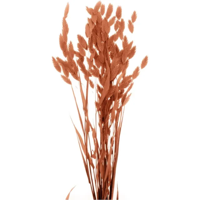 Artemio Boeket van gedroogde bloemen Artemio oranje