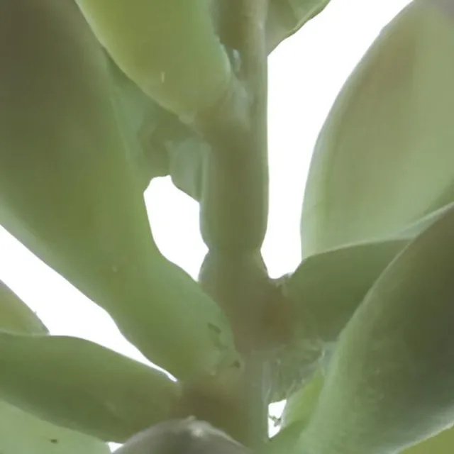 Erutan avon Sinocrassula pick Guanita green 20 cm onbekend