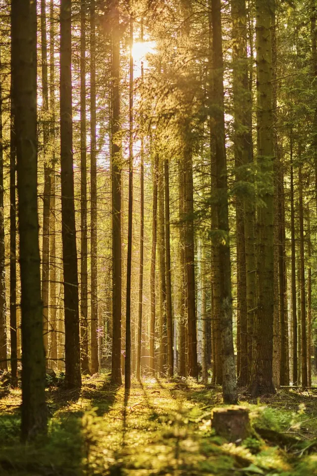 karo-art Poster - Zon door de Bomen, Prachtig Bos gezicht Multikleur