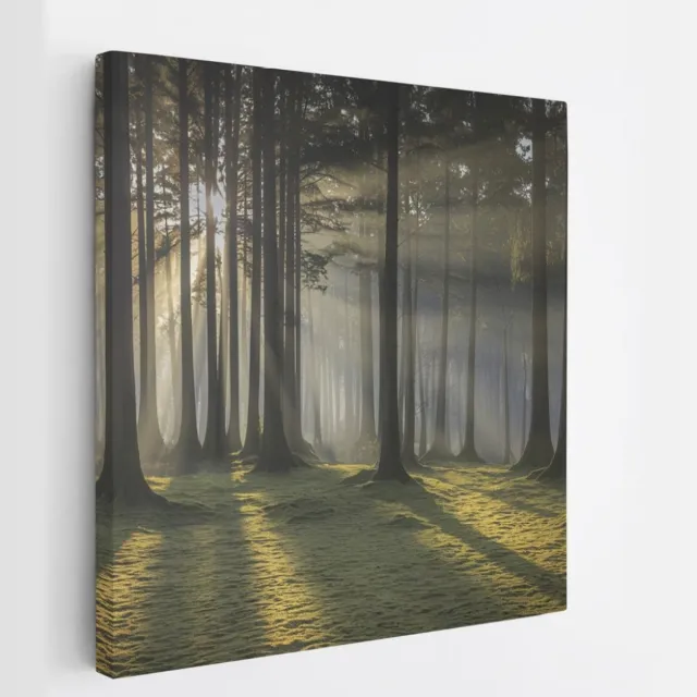 Saammp Canvas Schilderij - Lichtval - Grote Bomen - Landschap - Natuur - 40x40 - Foto op canvas - Wanddecoratie - Muurdecoratie Woonkamer - Slaapkamer decoratie - Canvas Print Multicolor