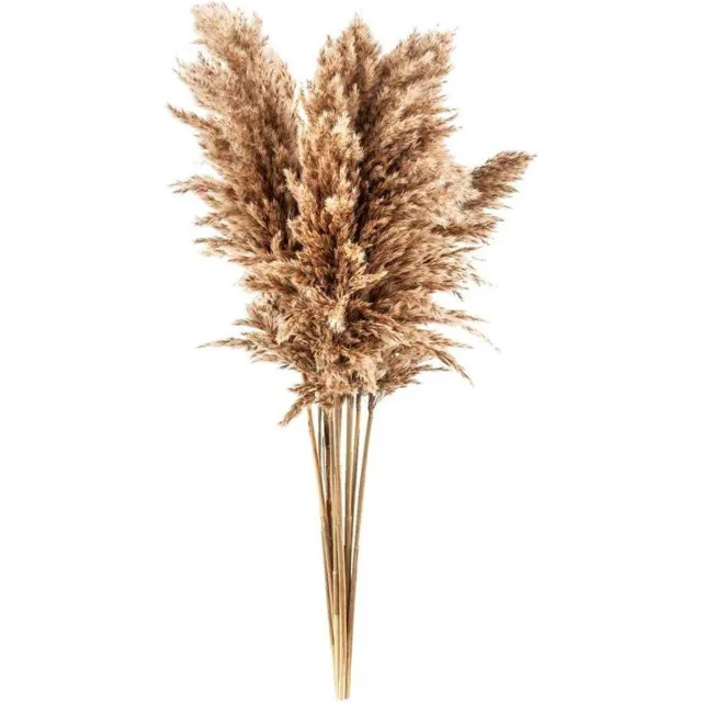 Ultimo Paso Pampas pluimen | 10 stuks | Pampasgras | Droogbloemen | 100 cm| Boeket decoratie pluimen | Luxury Living | Rietpluimen Naturel