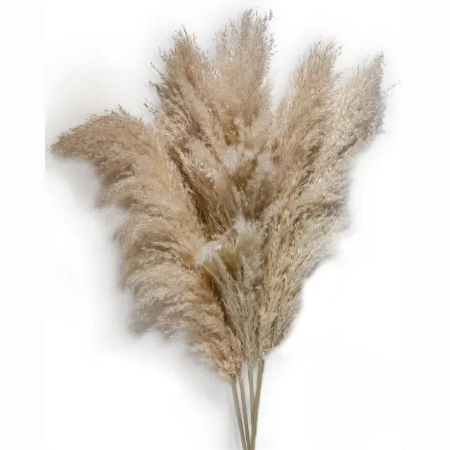 Sunny Tree Pampas Pluimen - 5 Stuks 105 cm - Droogbloemen - Pampasgras Pluimen - Decoratie Woonkamer - Decoratieve Accessoires Beige