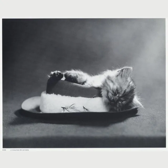 Catch Projecten Mini zwart-wit poster - Little Kitten - H. Armstrong Roberts - 24x30 cm