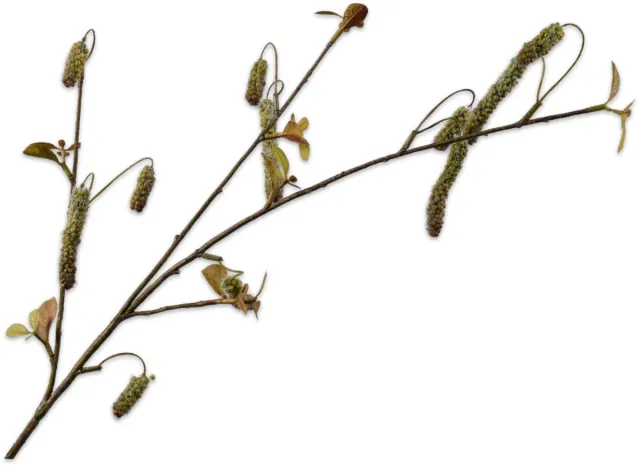 Silk-ka Kunsttak - alnus - groen - H81 cm - 2 stuks