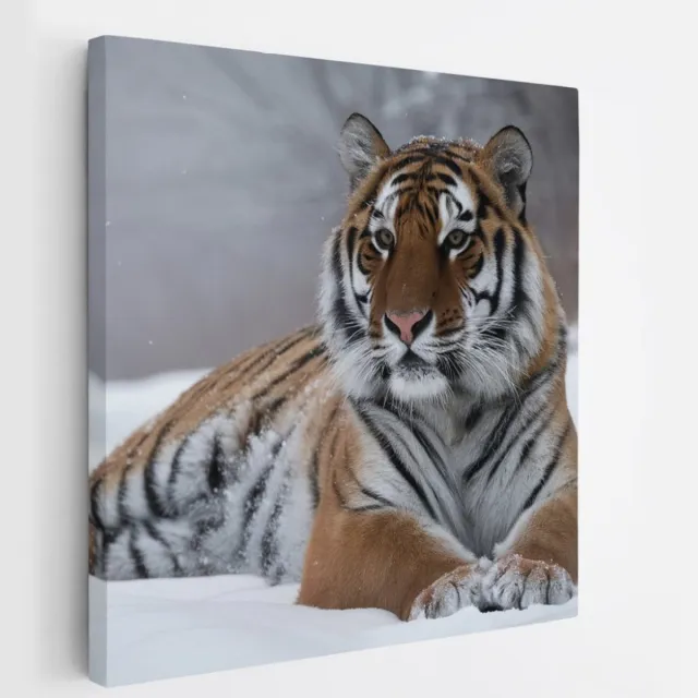 Saammp Canvas Schilderij - Tijger in de sneeuw - Natuur - Dieren - 30x30 - Foto op canvas - Wanddecoratie - muurdecoratie Woonkamer - Slaapkamer decoratie - Canvas Print Multicolor