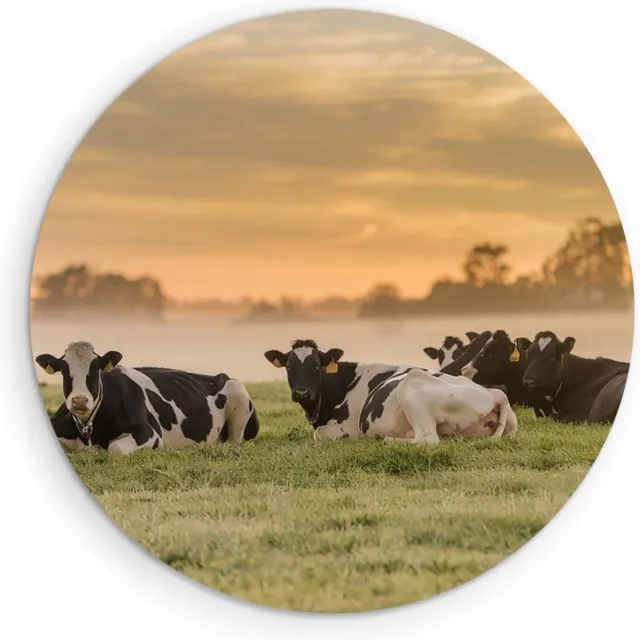 Saammp Muurcirkel Hout - Groep koeien in de mist - Nederland - Dieren - Ø 30 - Wandcirkel - Wanddecoratie Cirkel - Muurdecoratie Woonkamer - Slaapkamer decoratie - Rond Schilderij