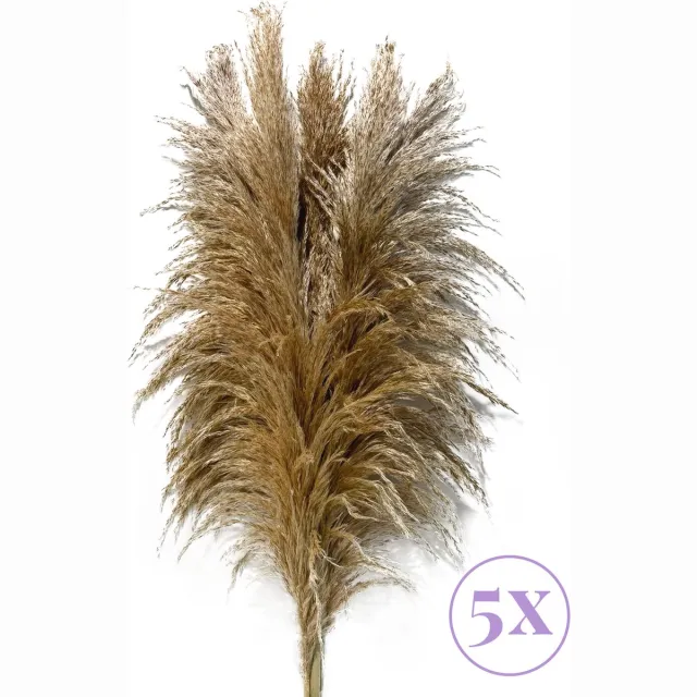 Sunny Tree Pampas Pluimen - 5 Stuks 105 cm - Droogbloemen - Licht bruin - Decoratie Woonkamer - Decoratieve Accessoires