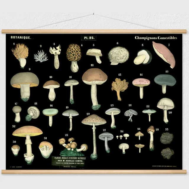 wallchart unlimited Heruitgave van vintage antieke Franse schoolplaat - Eetbare paddenstoelen zwart, groen, geel, rood