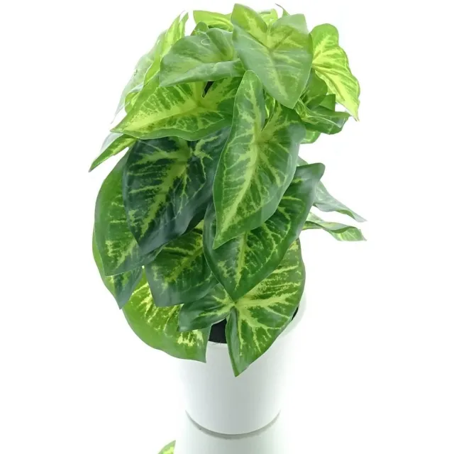 Gasper Syngoniumplant met 24 Bladeren in Kunststofpot 24 cm