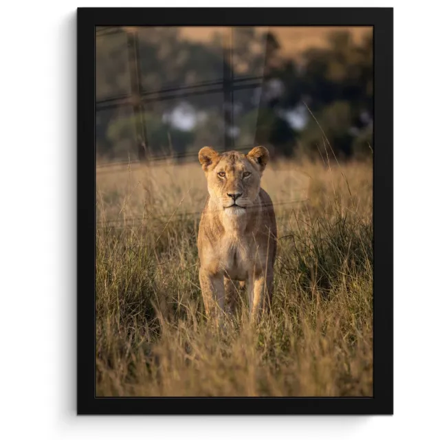 FrameYourWall Poster in lijst - Fotolijst 30x40 cm - Posters - Leeuwin - Gras - Geel - Posterlijst zwart - Decoratie - Wanddecoratie woonkamer - Muurdecoratie slaapkamer