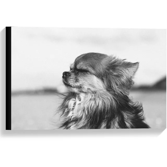 KuijsFotoprint Canvas - Klein Hondje in Zwart Wit - 60x40cm Foto op Canvas Schilderij (Wanddecoratie op Canvas)