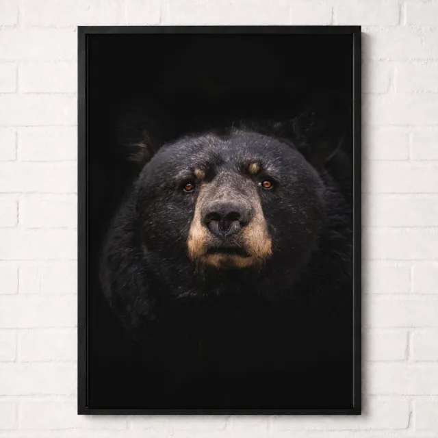 Kleurmedia Zwarte Beer Portret Poster - Wildlife Portrait Collection - Natuur Posters - A1+ 61 x 91,5 cm