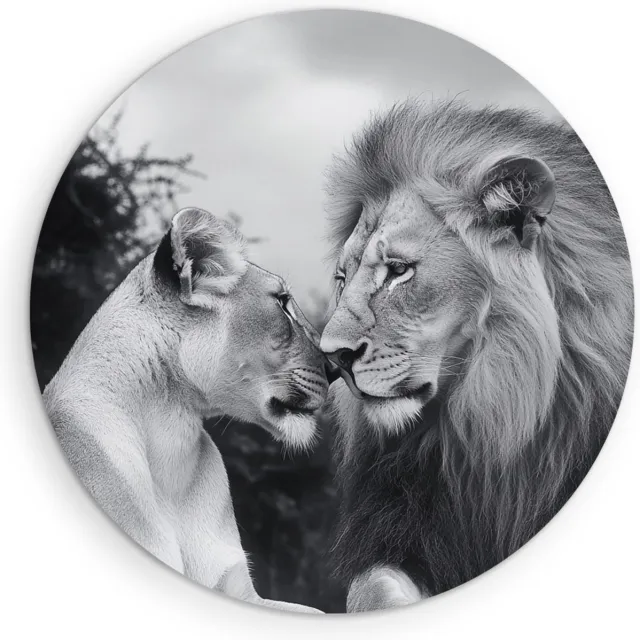 Saammp Forex Muurcirkel - Zwart-wit - Leeuw - Leeuwin - Dieren - Liefde - Ø 30 - Wandcirkel - Wanddecoratie Cirkel - Muurdecoratie Woonkamer - Slaapkamer decoratie - Rond Schilderij