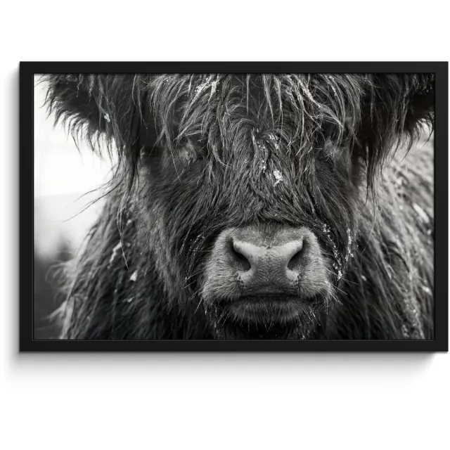 FrameYourWall Poster in lijst - Fotolijst 60x40 cm - Posters - Schotse hooglander - Zwart - Wit - Sneeuwvlokken - Posterlijst zwart - Decoratie - Wanddecoratie woonkamer - Muurdecoratie slaapkamer