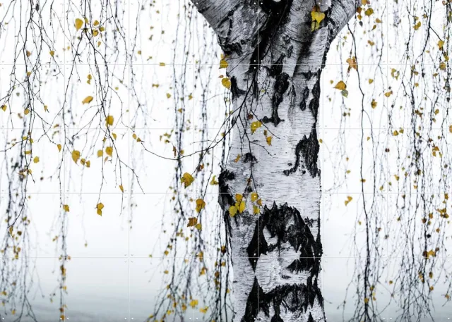 IXXI Birch Tree, Mareike Böhmer - 140 x 100 cm - Grote wanddecoratie en posters - Minimalisme, Fotografie, Woonkamer, Slaapkamer, Natuur, Bomen Zwart en wit / Wit