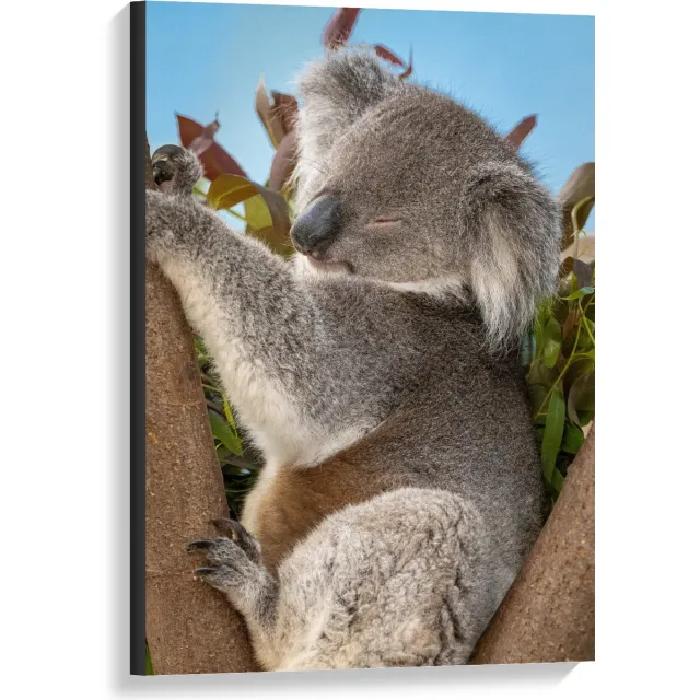 KuijsFotoprint Canvas - Relaxte Koala - 60x90cm Foto op Canvas Schilderij (Wanddecoratie op Canvas) Blauw