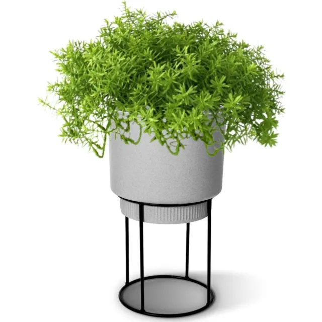 Maxifleur Senecio vetplant 30cm Groen