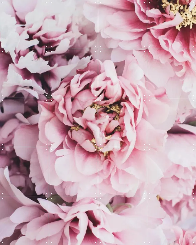 IXXI Pink Peonies Flowers, Ingrid Beddoes - 80 x 100 cm - Grote wanddecoratie en posters - Fotografie, Kleurrijk, Natuur, Bloemen, Botanisch Roze