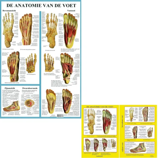 van Baarle Het menselijk lichaam - anatomie poster voetskelet en voetspieren (Nederlands, gelamineerd, A2 + A4) zonder ophangsysteem