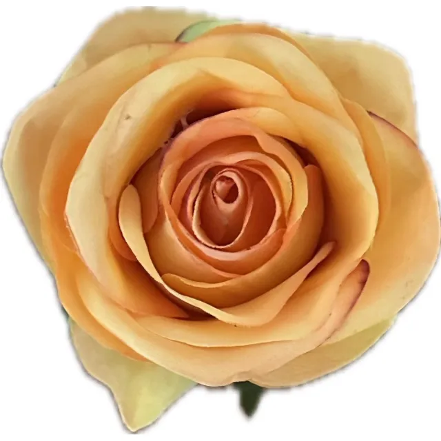autodeco.nl AMALIA ORANJE KUNSTROZEN - Rozenkoppen 24 stuks - Mooie Kwaliteit Kunstbloemen - Nepbloemen - Rozen zonder Steltjes - Kunstbloemen voor Decoraties/ Versieringen - DIY Bloemen - Rozen voor de Bloemenmuur