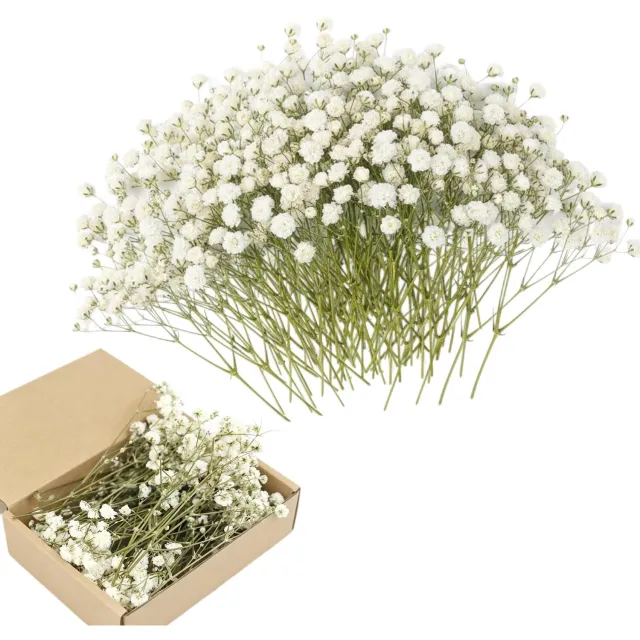 Famanu Gedroogde gypsophila bloemen, knutselen en decoratie, 100 stuks