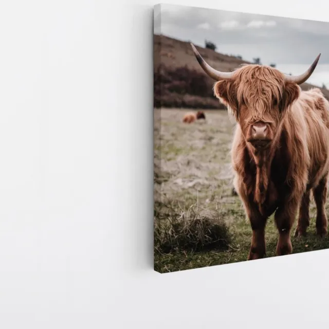 Saammp Canvas Schilderij - Groep Schotse Hooglander Koeien in de wei - Dieren - Natuur - 40x40 - Foto op canvas - Wanddecoratie - muurdecoratie Woonkamer - Slaapkamer decoratie - Canvas Print Multicolor