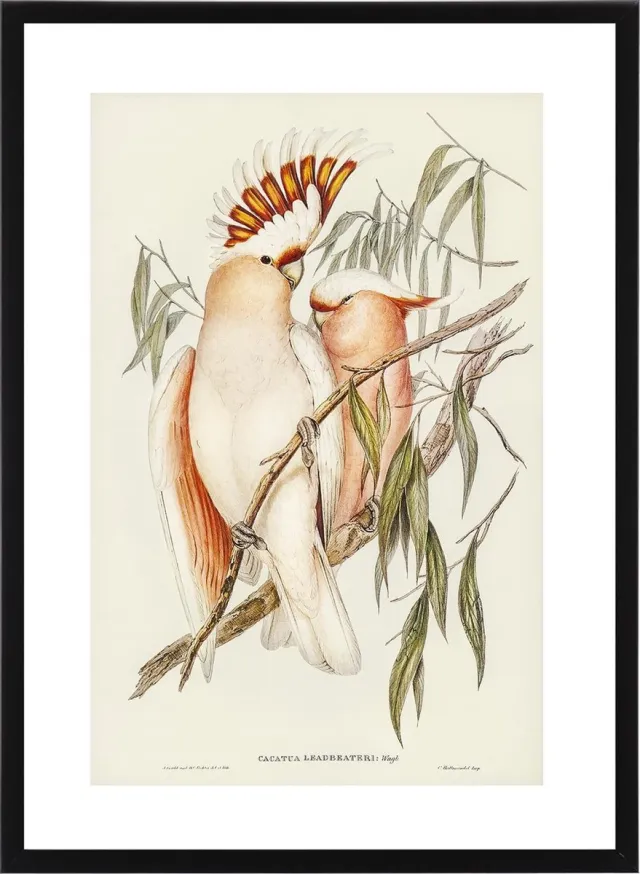 Esque Vintage Poster Kaketoe - Elizabeth Gould - Vintage Art Botanisch - Plant en Bloemen Losse poster