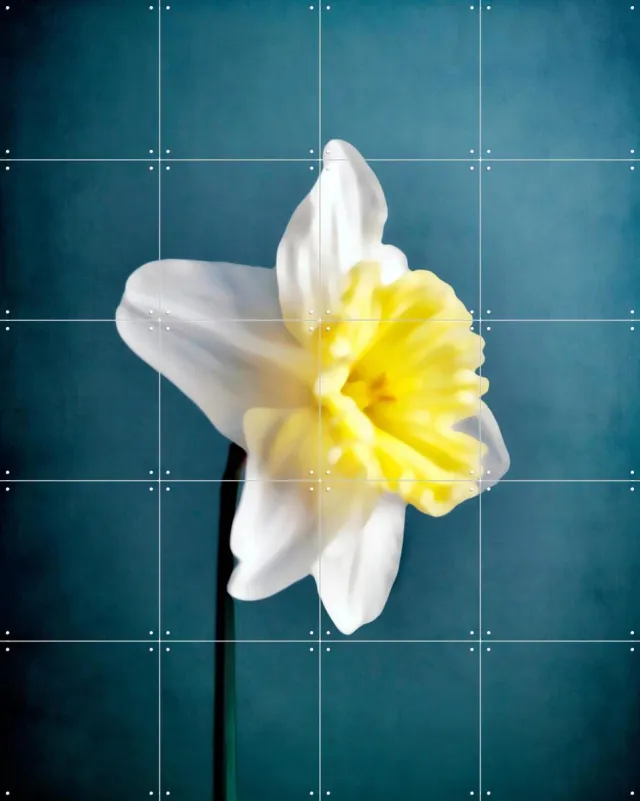 IXXI Narciso, Angelo Cerantola - 80 x 100 cm - Grote wanddecoratie en posters - Fotografie, Gang, Woonkamer, Slaapkamer, Bloemen Blauw